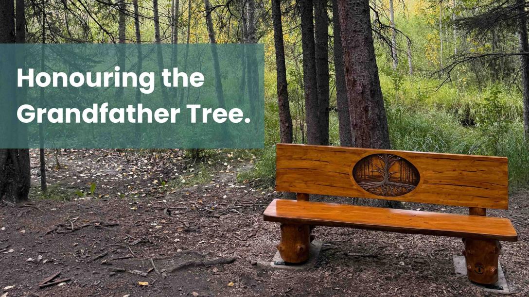 Wooden Grandfather Tree memorial bench in a forested area, with text reading “Honouring the Grandfather Tree.”