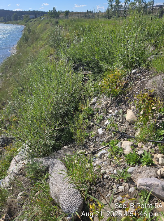 Vegetated riverbank slope showing stabilized erosion area along the Bow River in August 2025.